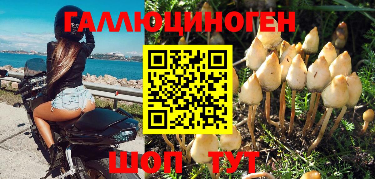 Галлюциногенные грибы Psilocybine cubensis Истра